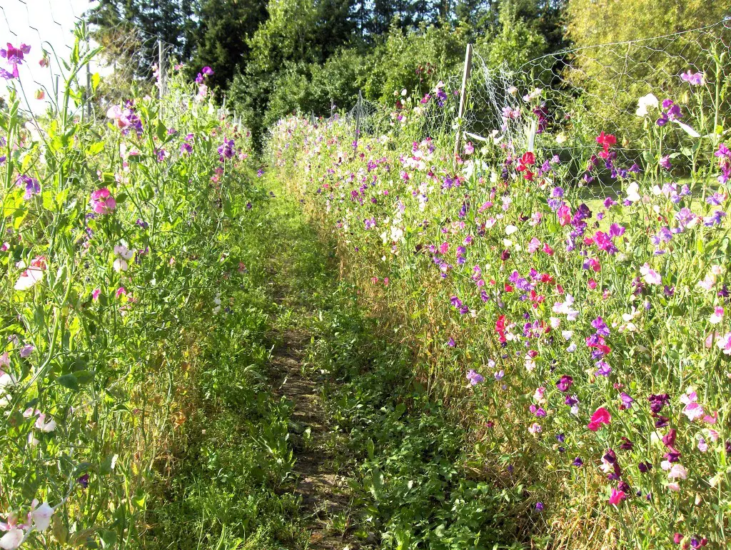 Mälby trägdårds luktärter